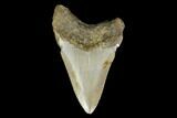 Fossil Megalodon Tooth - North Carolina #130045-2